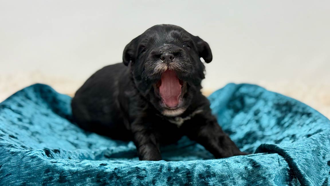 Black Goldendoodle puppy yawning