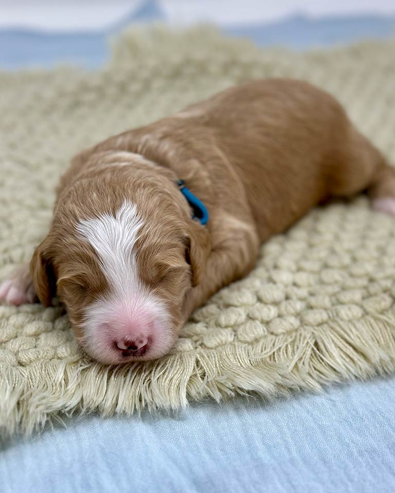 Goldendoodle puppy sleeping on a carpet