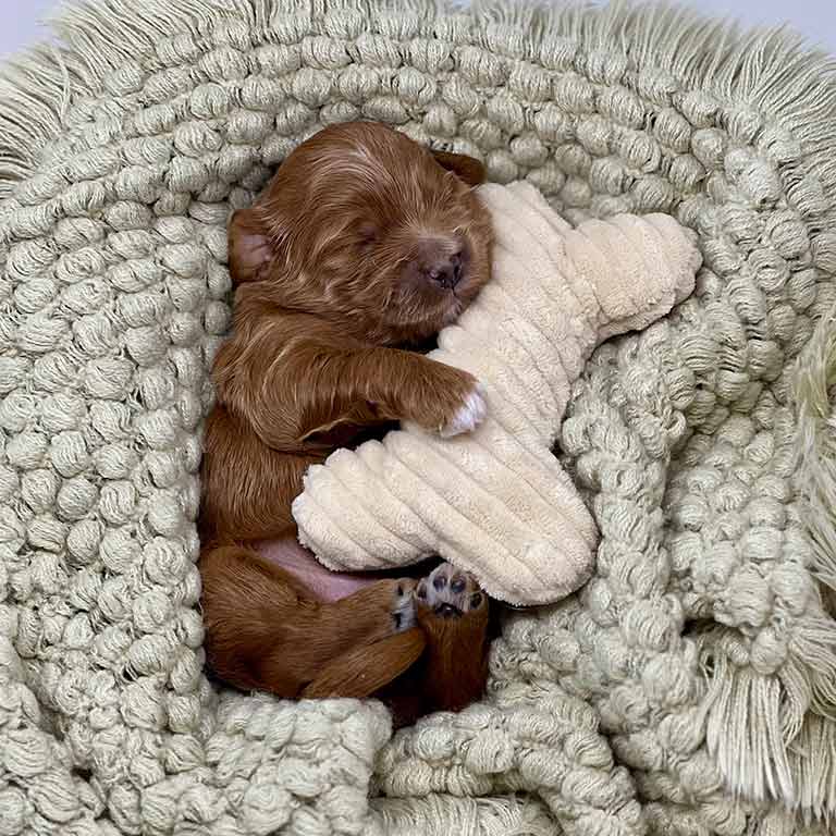 Goldendoodle puppy sleeping with a crochet white bone