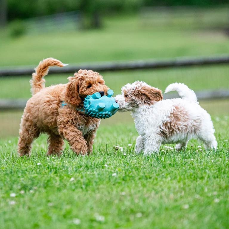 Two puppies playing on the grass with a toy 