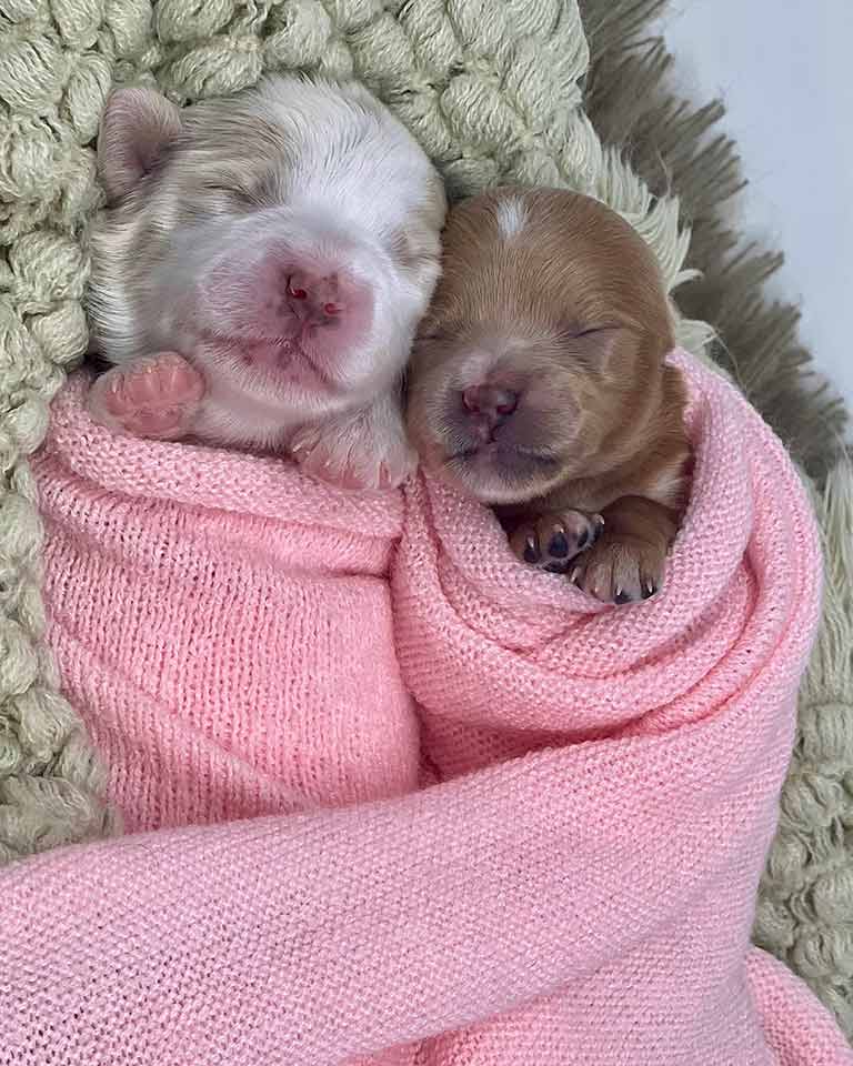 Two newborn Goldendoodles wrapped together in a pink blanket