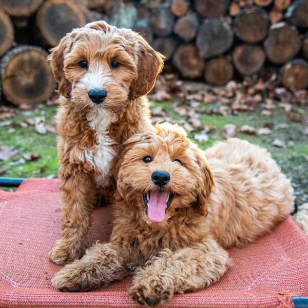 Two Goldendoodle puppies sitting together outside