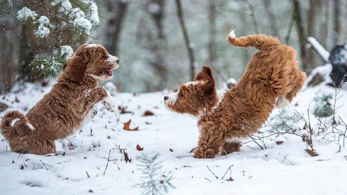 Do dogs get jealous? Two puppies playing in the snow