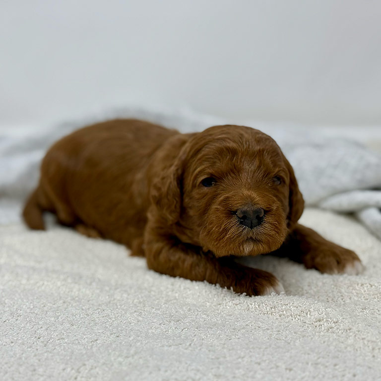 Dark brown mini Goldendoodle puppy