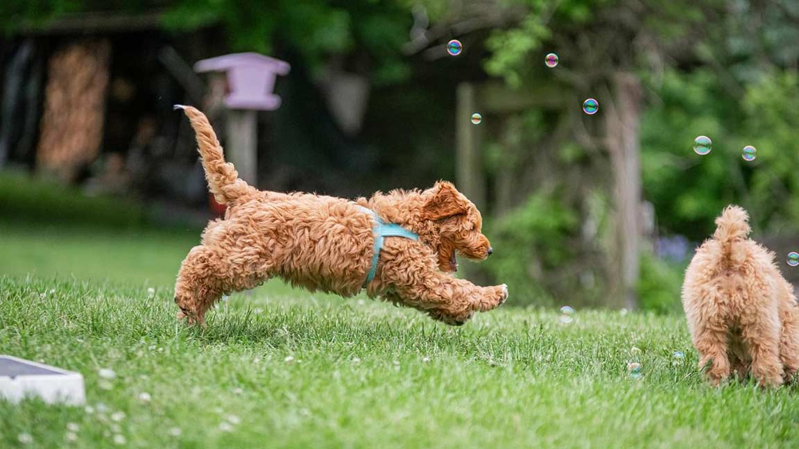 Mini Goldendoodle running after bubbles in the grass