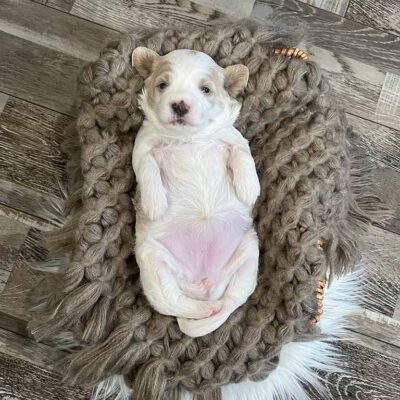 Mini Goldendoodle puppy laying down on his back with his belly up