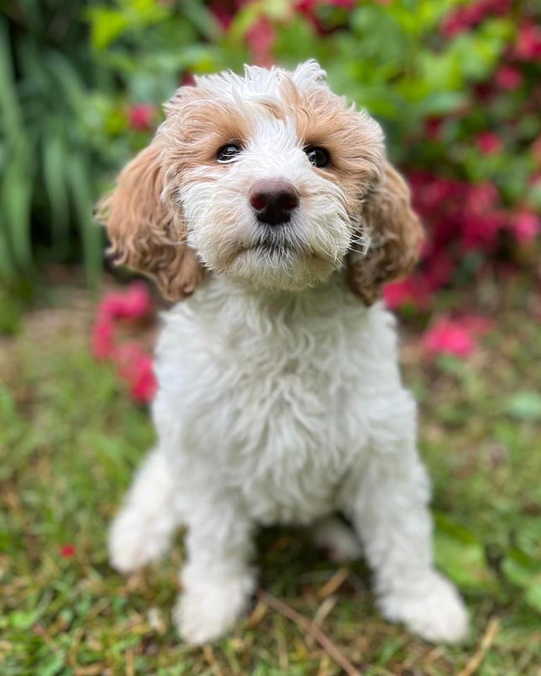 Which mini goldendoodle is the best? Picture of  white and brown mini Goldendoodle