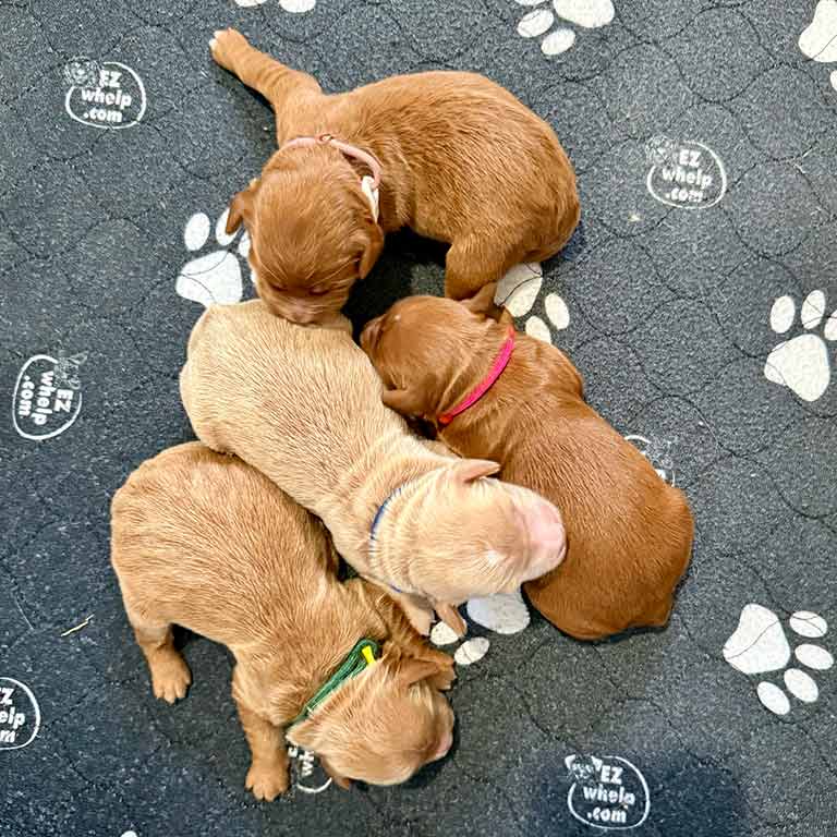 Four mini Goldendoodle newborn puppies sleeping together