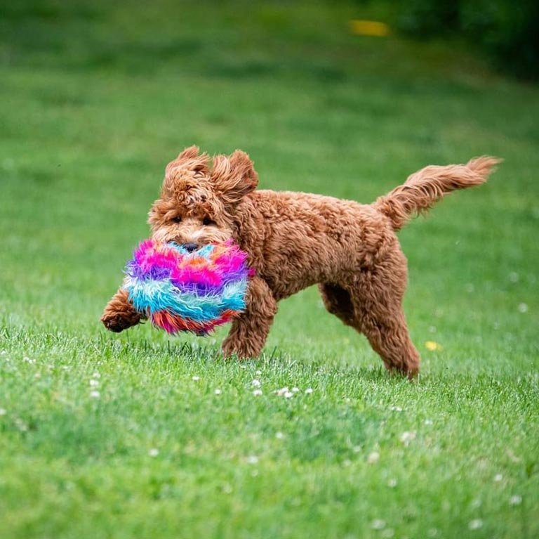 Mini Goldendoodle playing in the grass