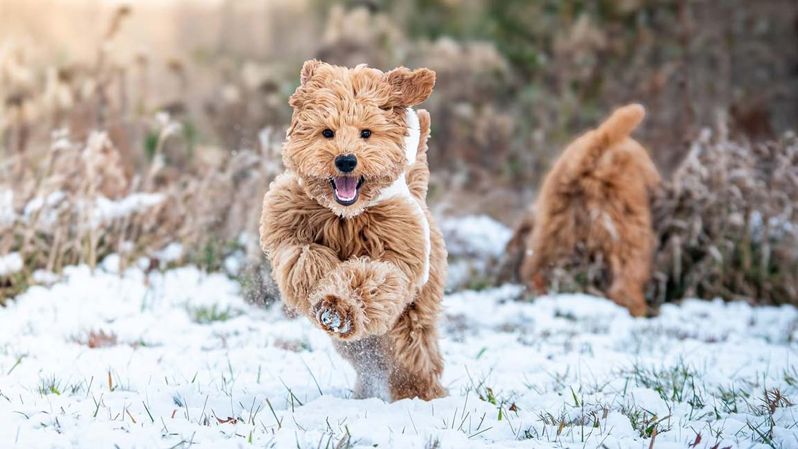 Mini Goldendoodle running in the snow