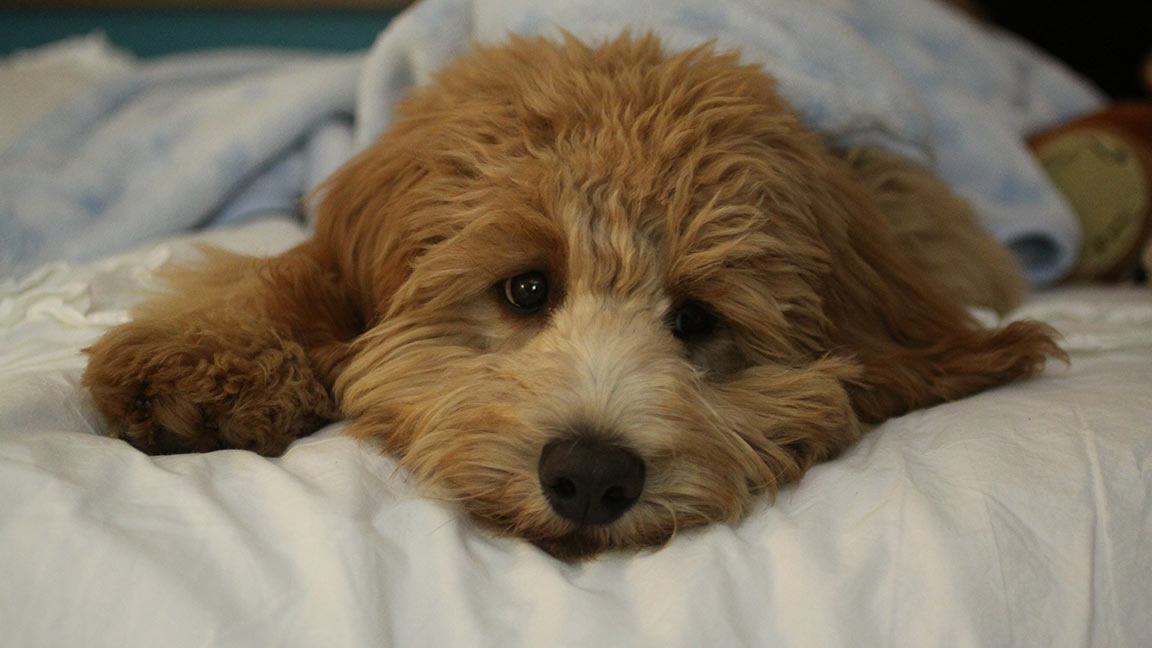 Full Grown Mini Goldendoodle zoomed up on the face