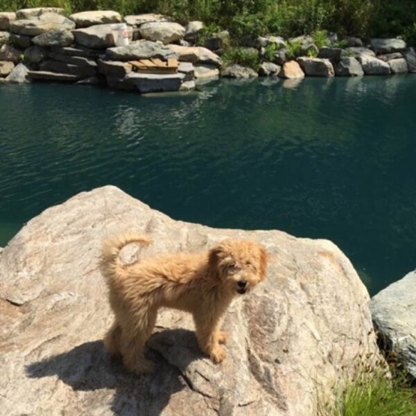 Full Grown Mini Goldendoodle in front of a river