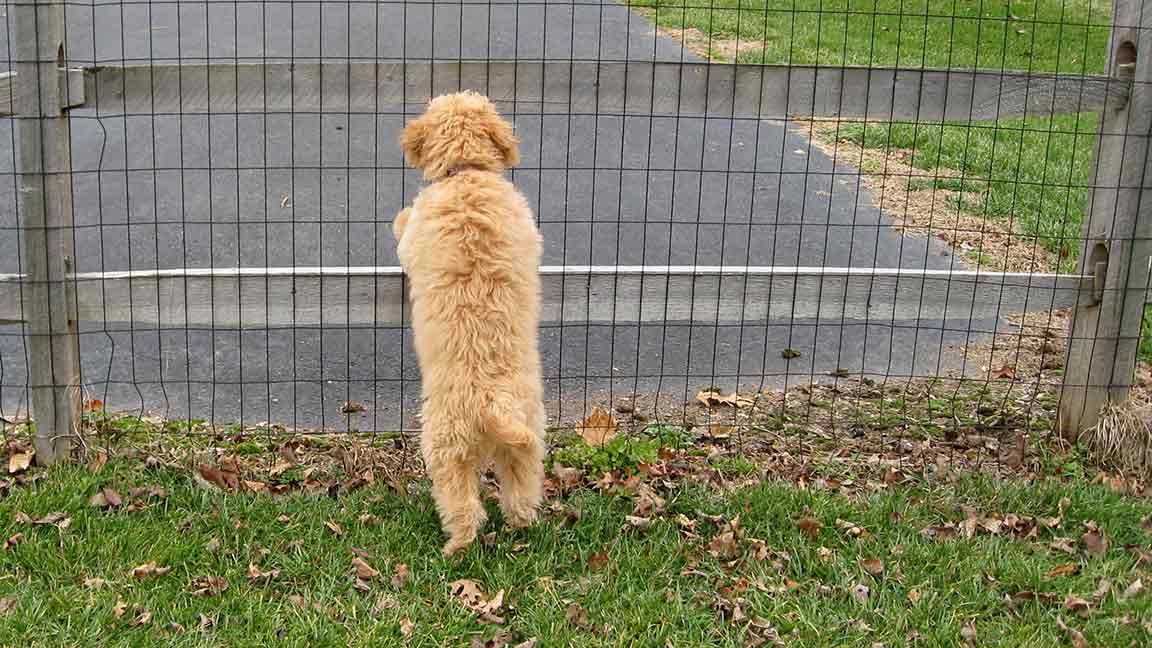 Full Grown Mini Goldendoodle against a fence viewed from the back