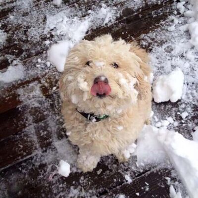 Mini Goldendoodle full of snow