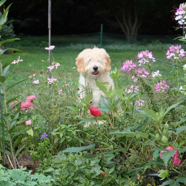 Full Grown Mini Goldendoodle in the grass with flowers