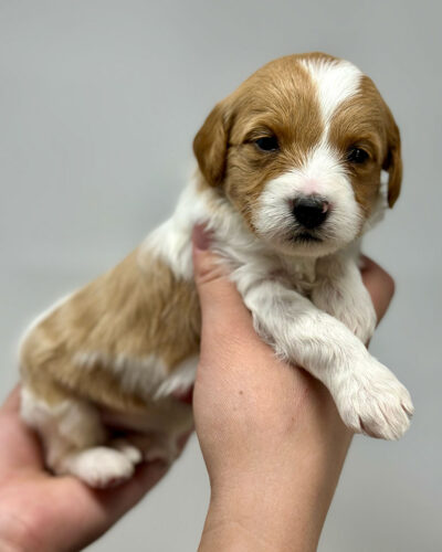 Mini goldendoodle puppy with brown and white coat