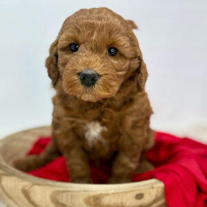 Mini goldendoodle puppy sitting down in a wooden bowl with a red blanket