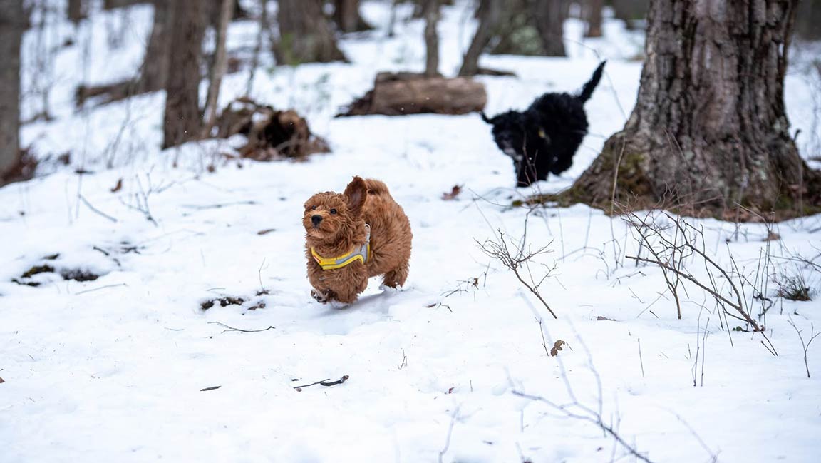 Mini Goldendoodles for adoption. Delivery available at Fox Creek Farm