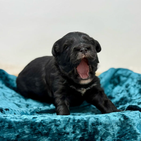 Black mini goldendoodle for sale yawning