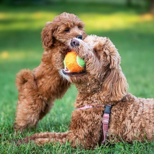 Mini goldendoodle puppy playing with a bigger Goldendoodle