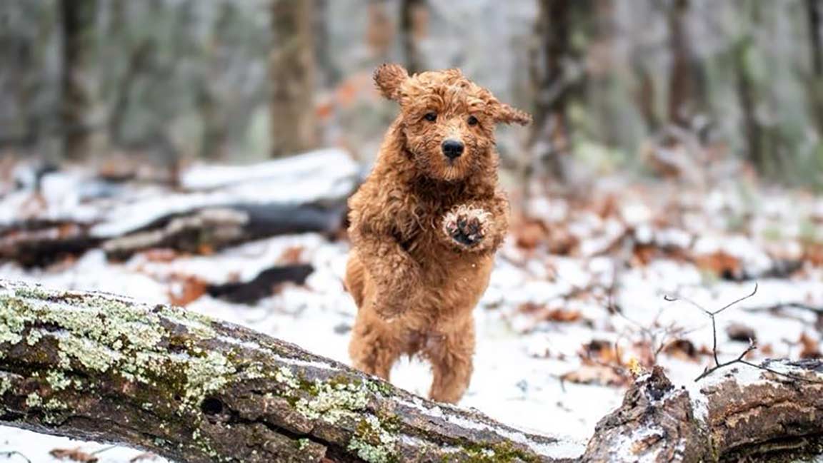 Mini goldendoodle puppy jumping in the snow