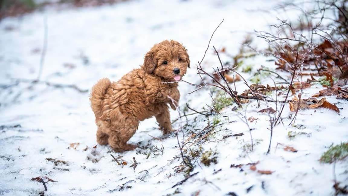 Mini Goldendoodle puppy in the snow