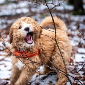 Mini Goldendoodle playing with a a tree branch