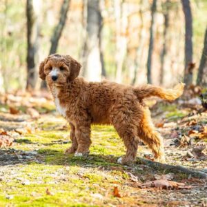 Mini Goldendoodle in the forest