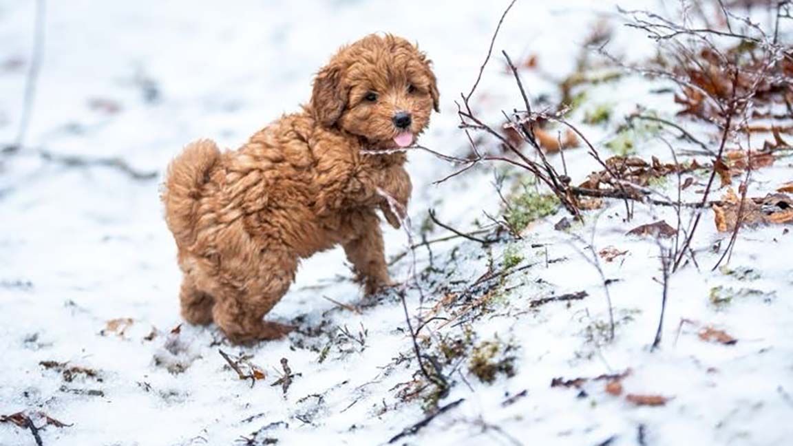 Mini Goldendoodle with his tongue out playing in the snow