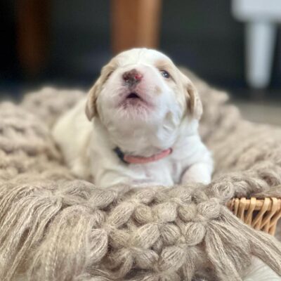 Mni Goldendoodle in a blanket with his nose up