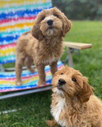 Two mini Goldendoodles outside