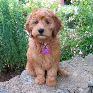 Adult Mini Goldendoodle standing oustide in front of flowers