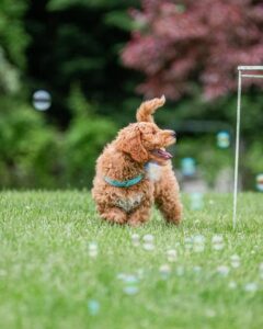 Mini Goldendoodle playing in the grass with bubbles