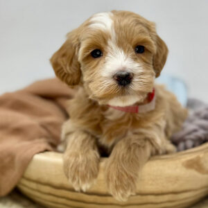 Mini Goldendoodle puppy