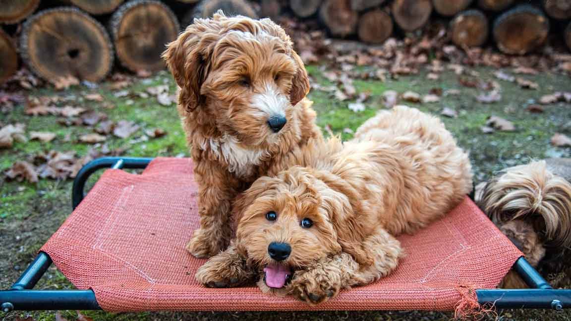 Two mini Goldendoodles sharing a dog bed