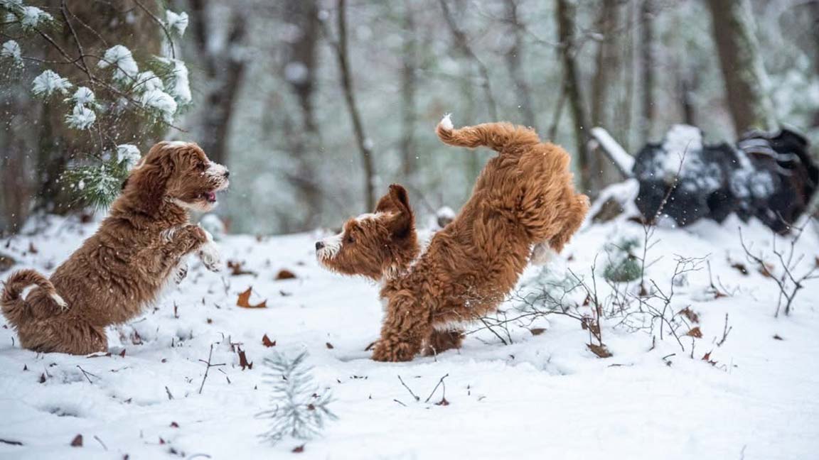 Two mini Goldendoodle puppies playing in the snow