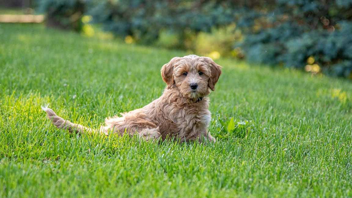 Mini Goldendoodle sitting in the grass