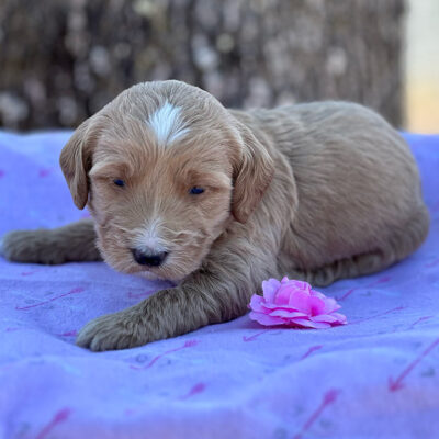 Mini Goldendoodle with a pink flower