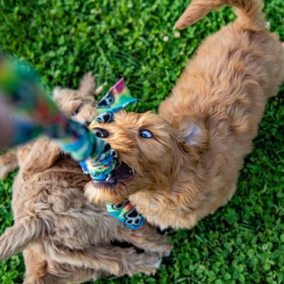 Mini Goldendoodles playing with a toy