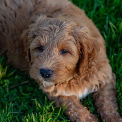 Close up of a Mini Goldendoodle