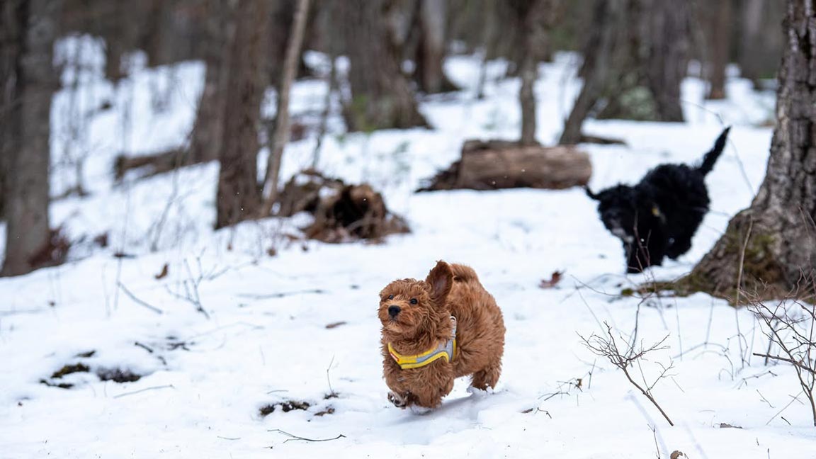 Mini Goldendoodles runing in the grass