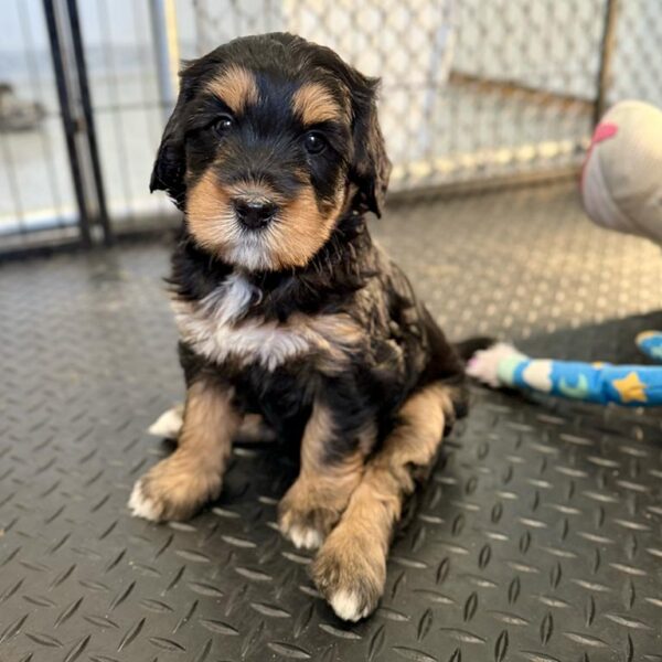 Bernedoodle puppy sitting down on his back legs