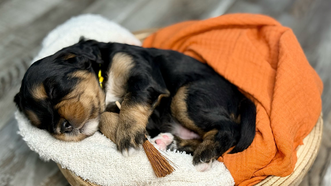 Bernedoodle puppy sleeping in a white basket with an orange blanket