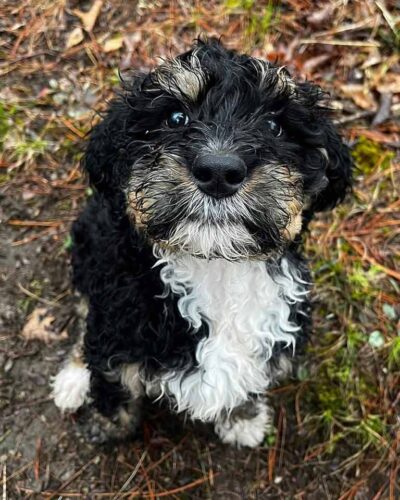 Bernedoodle puppy, one of the multigen Bernedoodle generations
