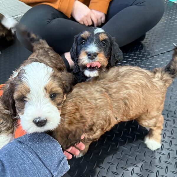 Two puppies of different Bernedoodle generations