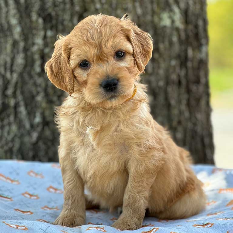 Goldendoodle-Vermont-Fox-Creek-Farm 8 week old Goldendoodle at Fox Creek Farm in Vermont