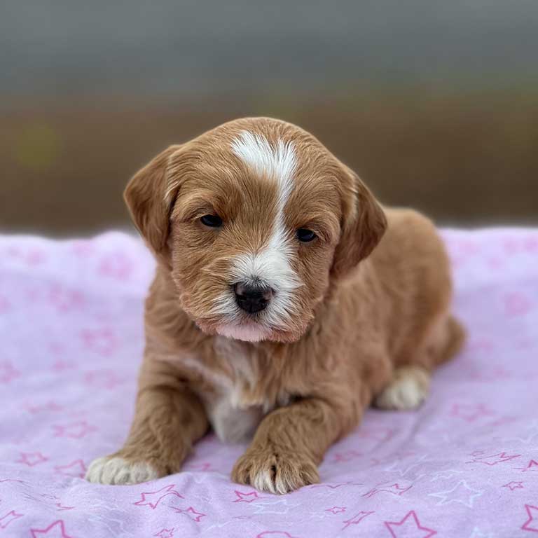 Goldendoodle-fox-creek-farm-VT 4 week old Mini Goldendoodle, tux from Fox Creek Farm