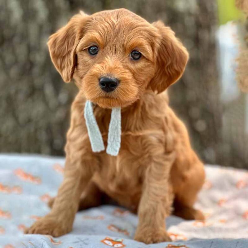 Goldendoodle in Vermont at Fox Creek Farm
