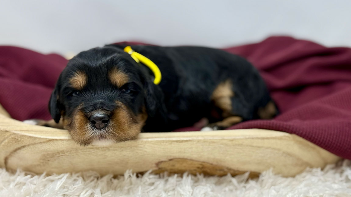 Bernedoodle puppy sleeping