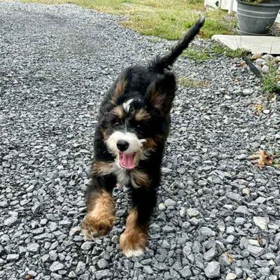 Bernedoodle jumping